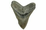Serrated, Fossil Megalodon Tooth - North Carolina #328435-1